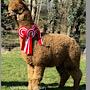 TOFT Nautilus Light Fawn Stud Male standing at TOFT Alpaca Stud